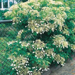 Omnia Garden 30-40 cm