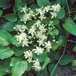 Odling & Trädgårdsskötsel|Växter & Plantor*Omnia Garden 40-60 cm