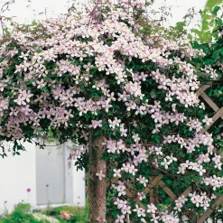 Omnia Garden 40-60 cm