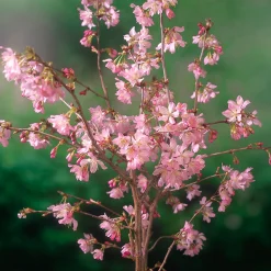 Odling & Trädgårdsskötsel|Växter & Plantor*Omnia Garden 80-90 cm