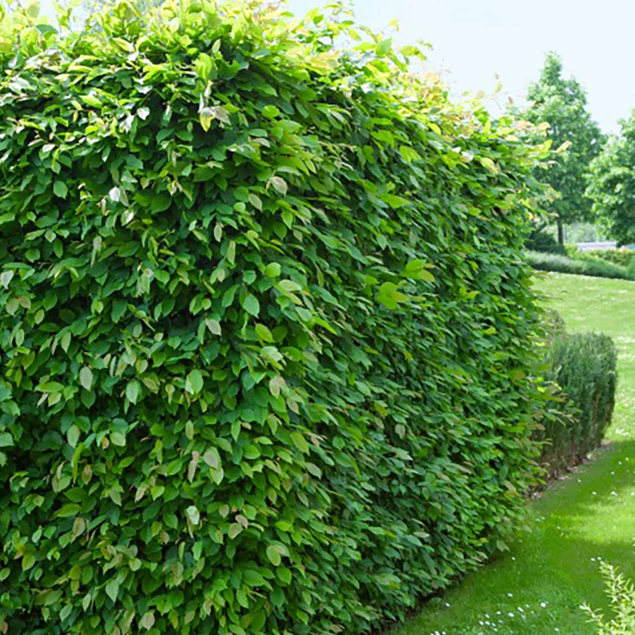 Odling & Trädgårdsskötsel|Häckplantor*Omnia Garden 60-100 cm