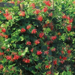 Omnia Garden 40-60 cm