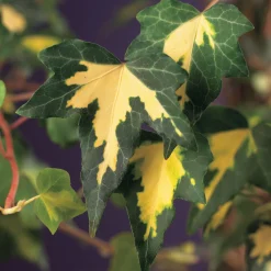 Odling & Trädgårdsskötsel|Växter & Plantor*Omnia Garden 40-60 cm