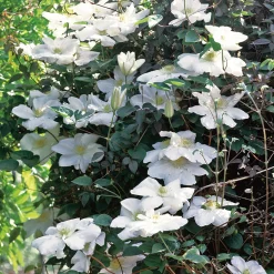Omnia Garden 40-60 cm