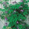 Omnia Garden 40-60 cm