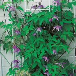 Omnia Garden 40-60 cm