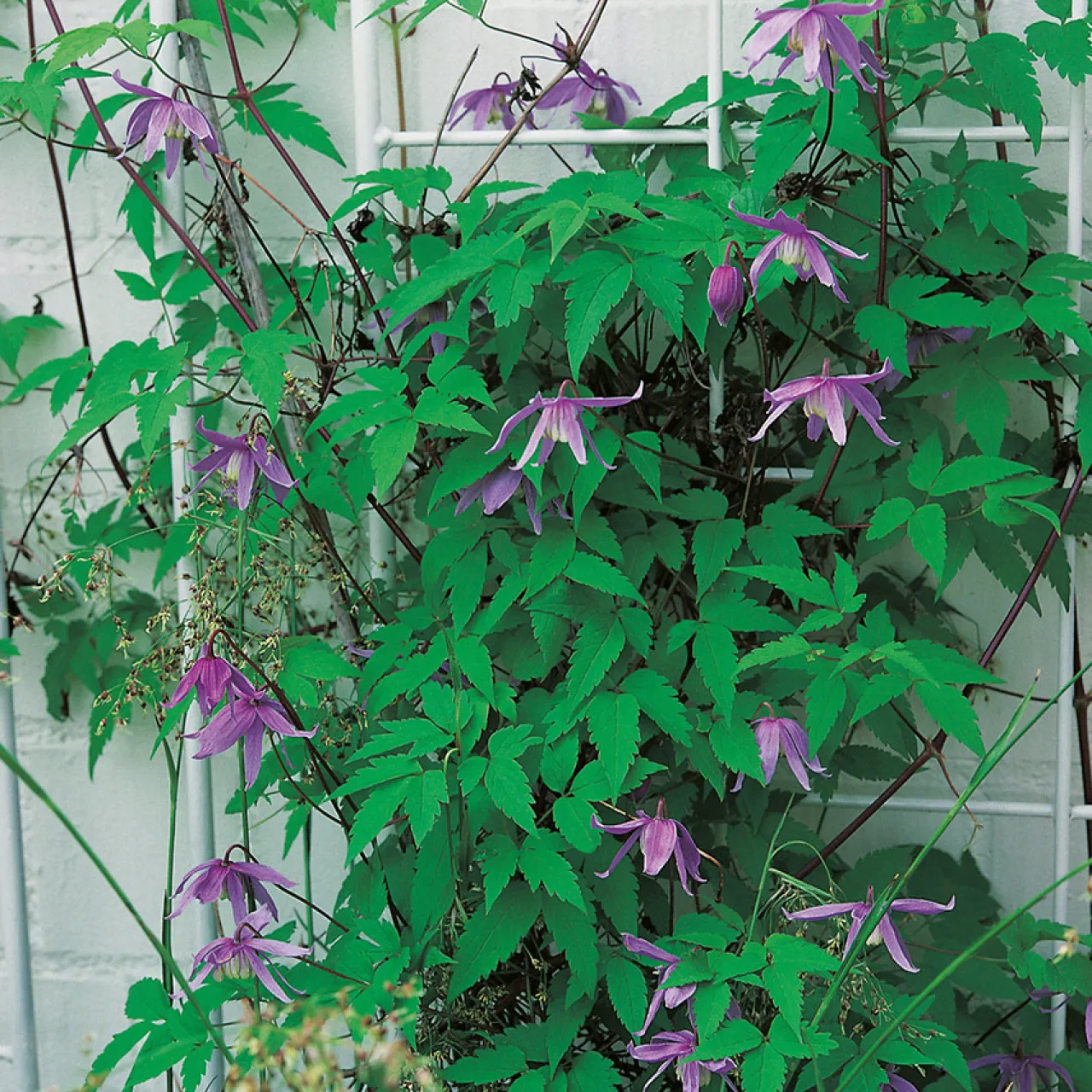 Omnia Garden 40-60 cm