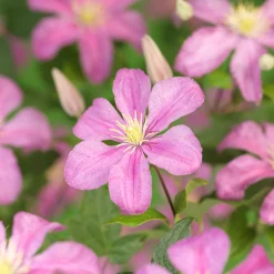Odling & Trädgårdsskötsel|Växter & Plantor*Omnia Garden 40-60 cm