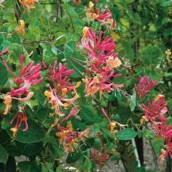 Omnia Garden 40-60 cm