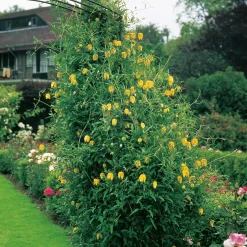 Odling & Trädgårdsskötsel|Växter & Plantor*Omnia Garden 40-60 cm