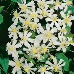 Odling & Trädgårdsskötsel|Växter & Plantor*Omnia Garden 40-60 cm