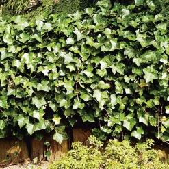 Omnia Garden 40-60 cm