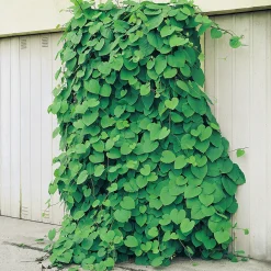 Odling & Trädgårdsskötsel|Växter & Plantor*Omnia Garden 40-60 cm