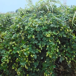 Omnia Garden 10-80 cm