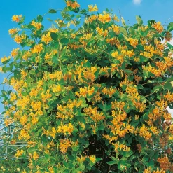 Omnia Garden 40-60 cm