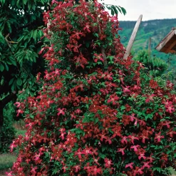 Omnia Garden 40-60 cm