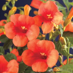 Omnia Garden 40-60 cm