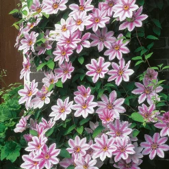 Omnia Garden 40-60 cm