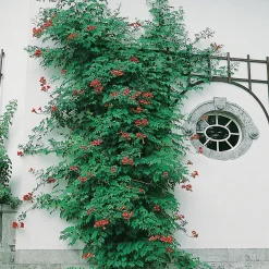 Omnia Garden 40-60 cm
