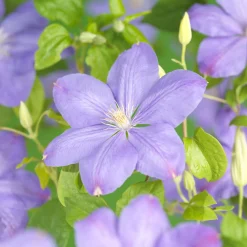 Omnia Garden 40-60 cm