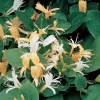 Odling & Trädgårdsskötsel|Växter & Plantor*Omnia Garden 40-60 cm