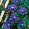 Odling & Trädgårdsskötsel|Växter & Plantor*Omnia Garden 40-60 cm