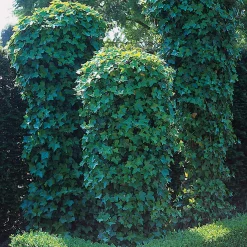 Omnia Garden 40-60 cm