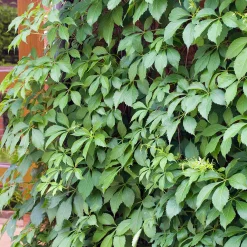 Omnia Garden 40-60 cm