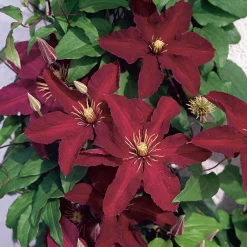 Omnia Garden 40-60 cm