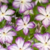 Omnia Garden 40-60 cm