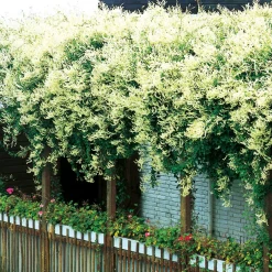 Odling & Trädgårdsskötsel|Växter & Plantor*Omnia Garden 40-60 cm