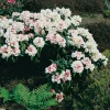 Odling & Trädgårdsskötsel|Växter & Plantor*Omnia Garden 20-25 cm