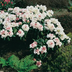Odling & Trädgårdsskötsel|Växter & Plantor*Omnia Garden 20-25 cm