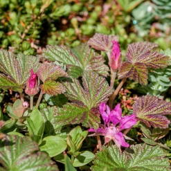 Nyheter*Omnia Garden Allåkerbär Stellarcticus Anna