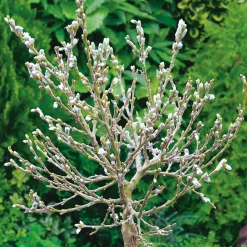 Odling & Trädgårdsskötsel|Växter & Plantor*Omnia Garden Alpvide - Salix Helvetica SH 80-100 cm
