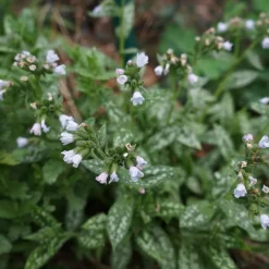 Nyheter*Omnia Garden Brokbladig Lungört Opal Ocupol