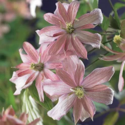Omnia Garden Broughton Star 40-60 cm