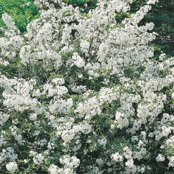 Odling & Trädgårdsskötsel|Häckplantor*Omnia Garden Bukettapel