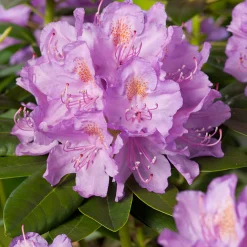 Omnia Garden Catawbiense Grandiflorum