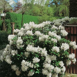 Omnia Garden Cunningham's White