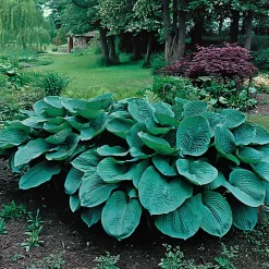 Odling & Trädgårdsskötsel|Växter & Plantor*Omnia Garden Daggfunkia Sieboldiana Elegans