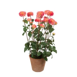 Mr Plant Dahlia