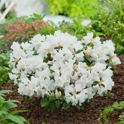 Odling & Trädgårdsskötsel|Växter & Plantor*Omnia Garden Dora Amateis 25-30 cm