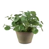 Mr Plant Elefantöra