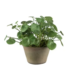 Mr Plant Elefantöra
