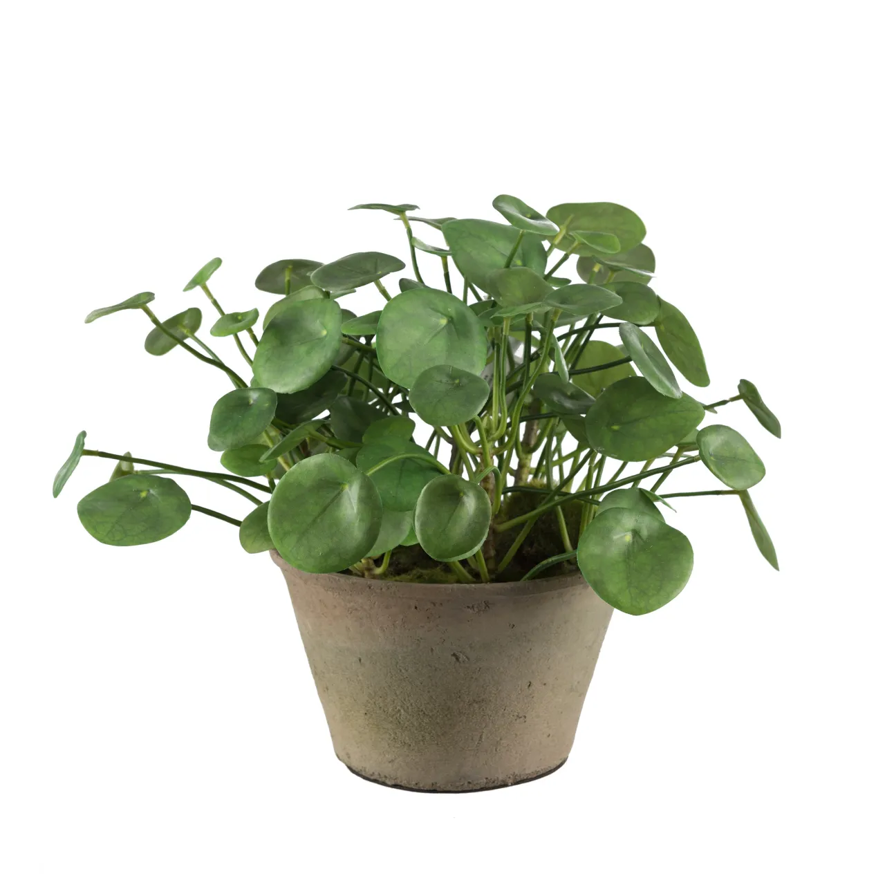 Mr Plant Elefantöra
