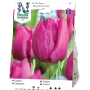 Nelson Garden Enkel Purple Prince