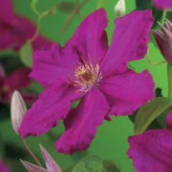 Omnia Garden Ernest Markham 40-60 cm