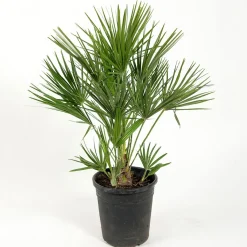 Omnia Garden Europeisk Dvärgpalm