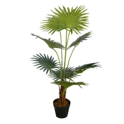 Lykke Fan Palm